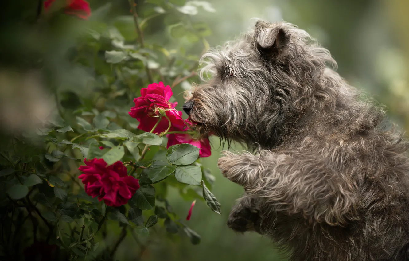 Фото обои цветы, розы, собака, лохматая