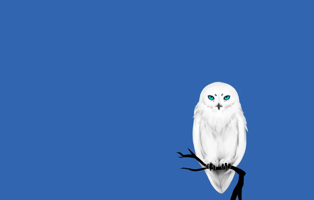 Фото обои дерево, сова, птица, минимализм, ветка, белая, синий фон, owl