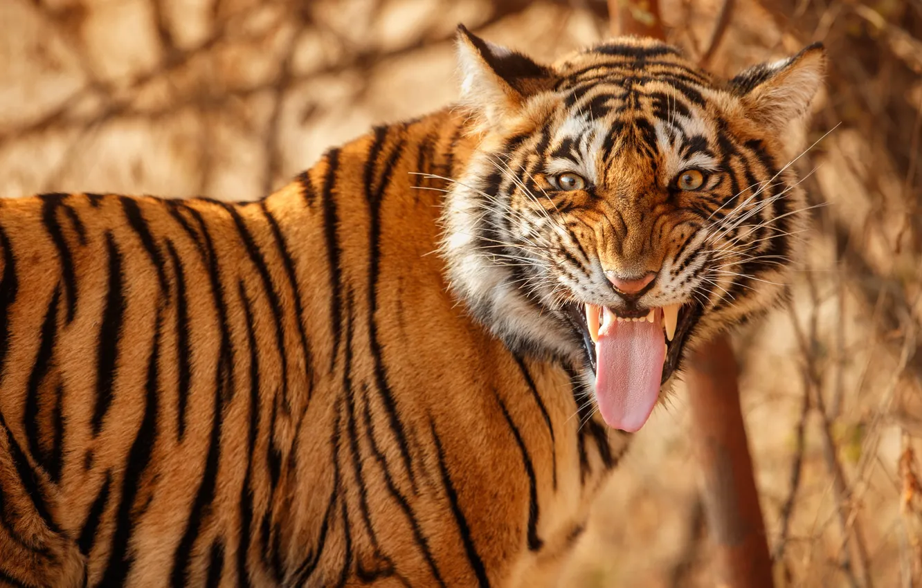 Фото обои язык, морда, тигр, дикая кошка