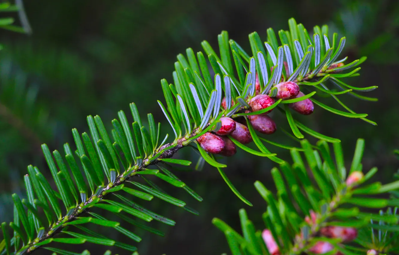 Фото обои green, twig, coniferous