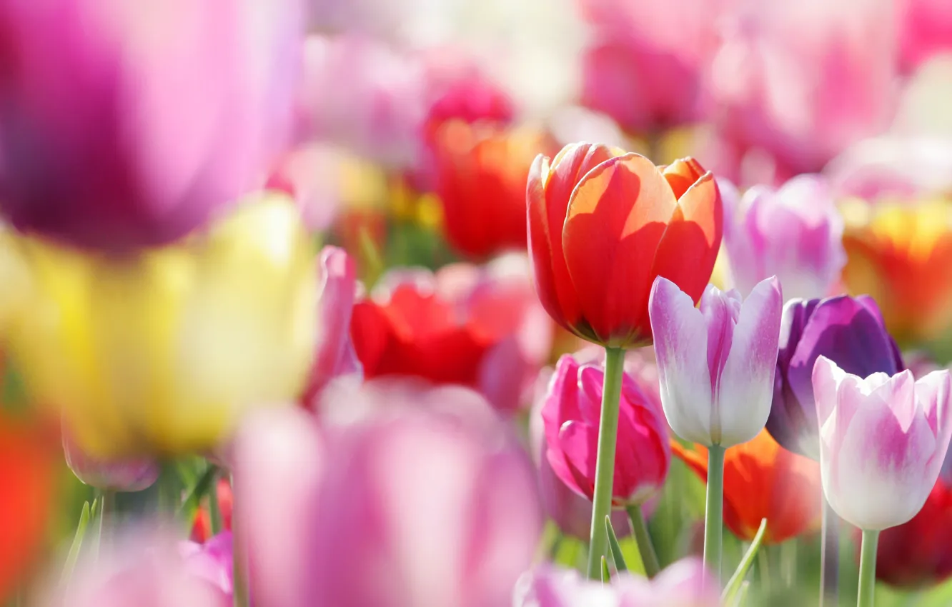 Фото обои цветы, весна, тюльпаны, бутоны