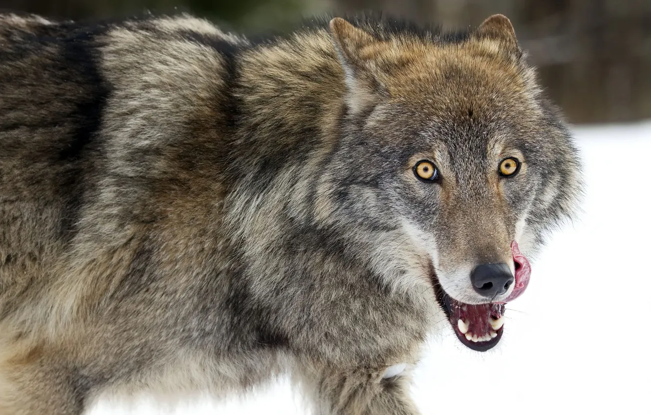 Фото обои wolf, look, tongue
