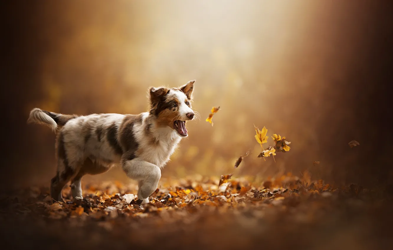 Фото обои осень, листья, щенок, собачка, Akela