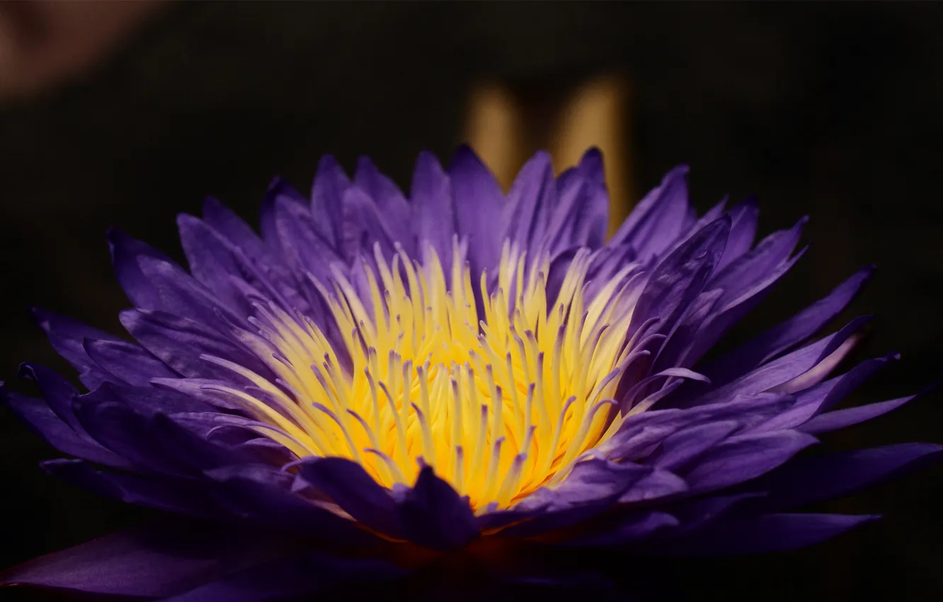 Фото обои цветок, фиолетовый, макро, лилия