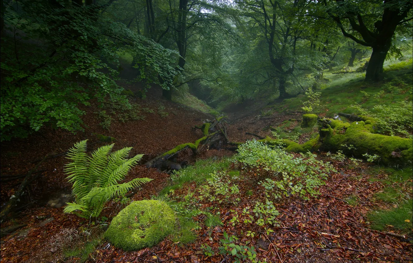 Фото обои лес, листья, деревья, чаща, полумрак, ложбина