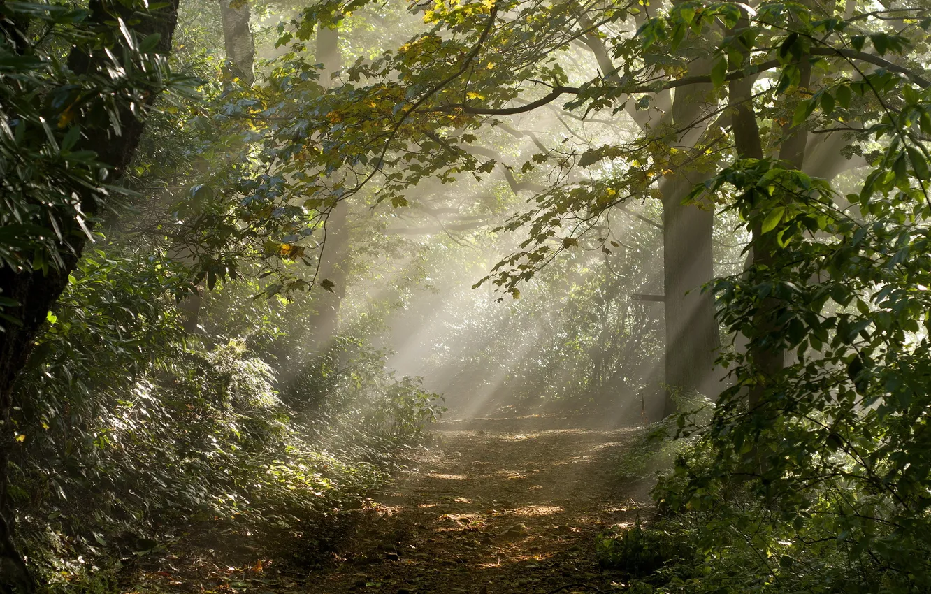 Фото обои дорога, лес, свет, природа