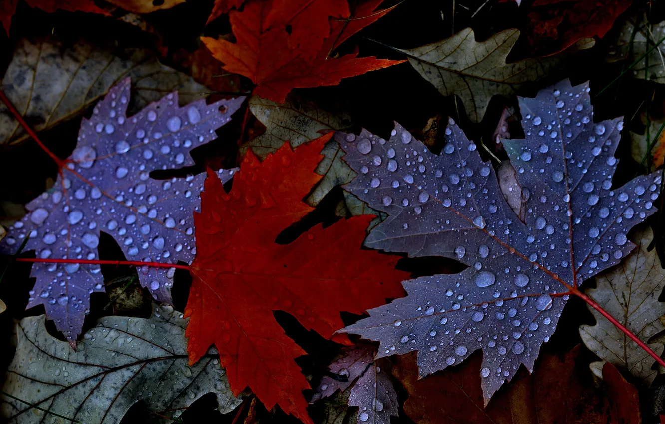 Фото обои осень, листья, вода, капли, роса, клен