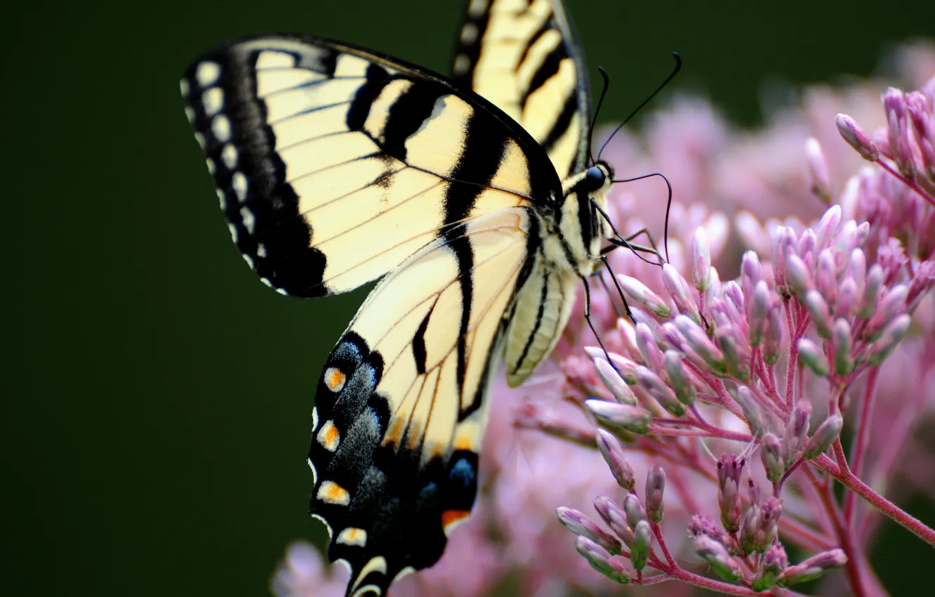 Фото обои природа, бабочка, махаон