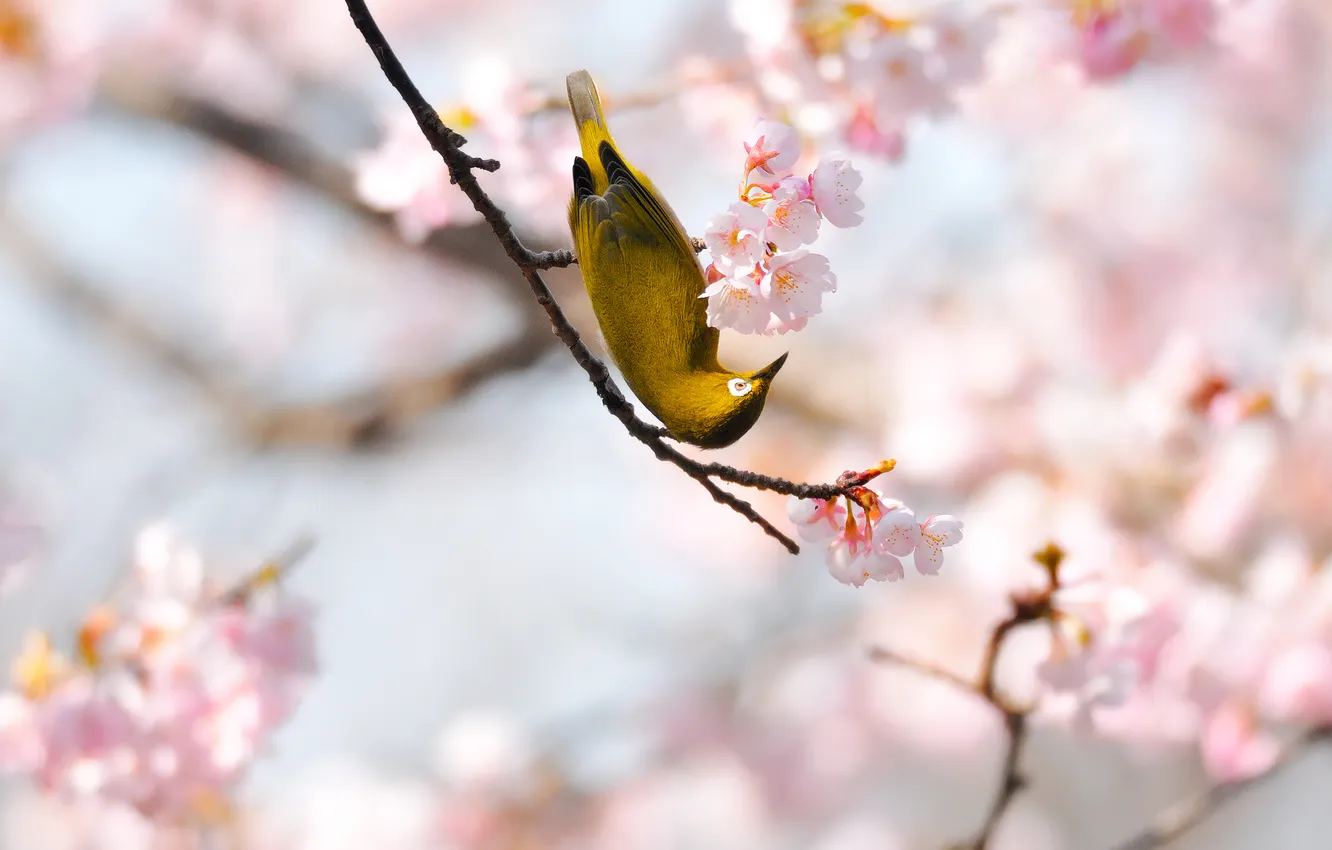 Фото обои весна, сакура, птичка, жёлтая, сетки