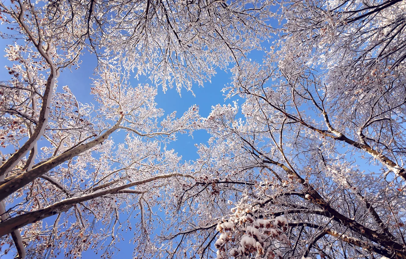 Фото обои иней, снег, деревья, кроны