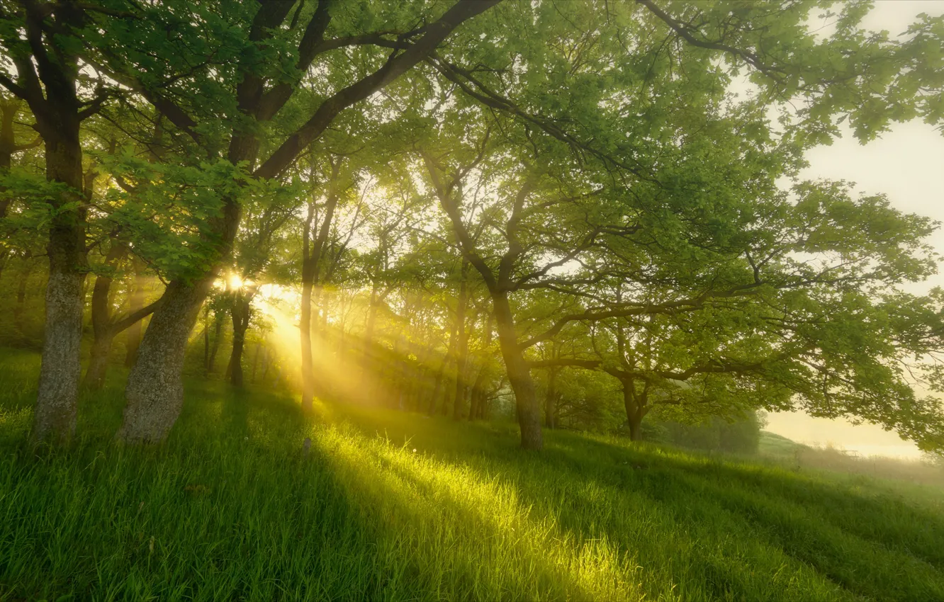 Фото обои лето, трава, солнце, лучи, деревья