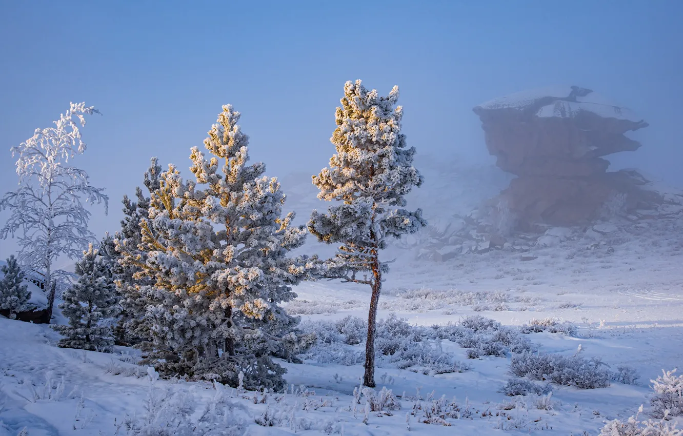 Фото обои зима, снег, деревья, туман, мороз, Дроботенко Евгений