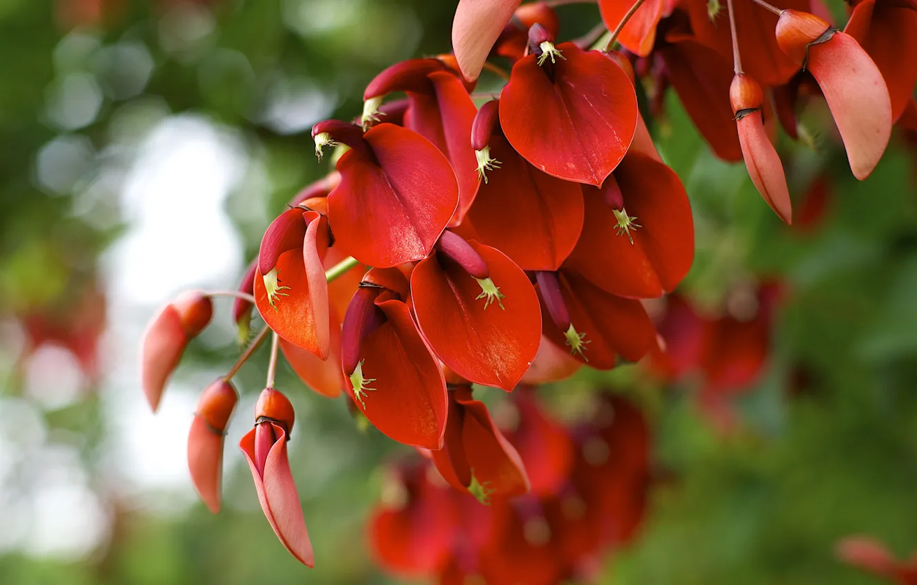 Фото обои макро, красное, растение, цветение, Erythrina crista-galli