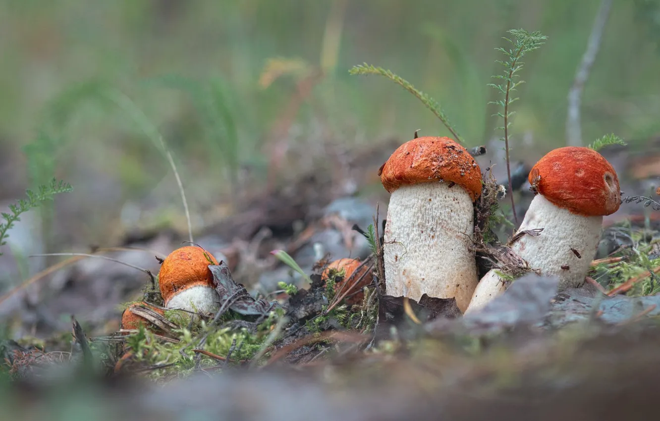 Фото обои поляна, грибы, семейка, красноголовики