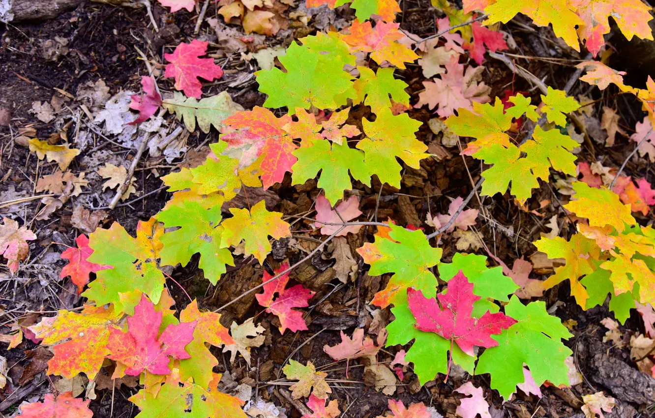 Фото обои осень, листья, макро