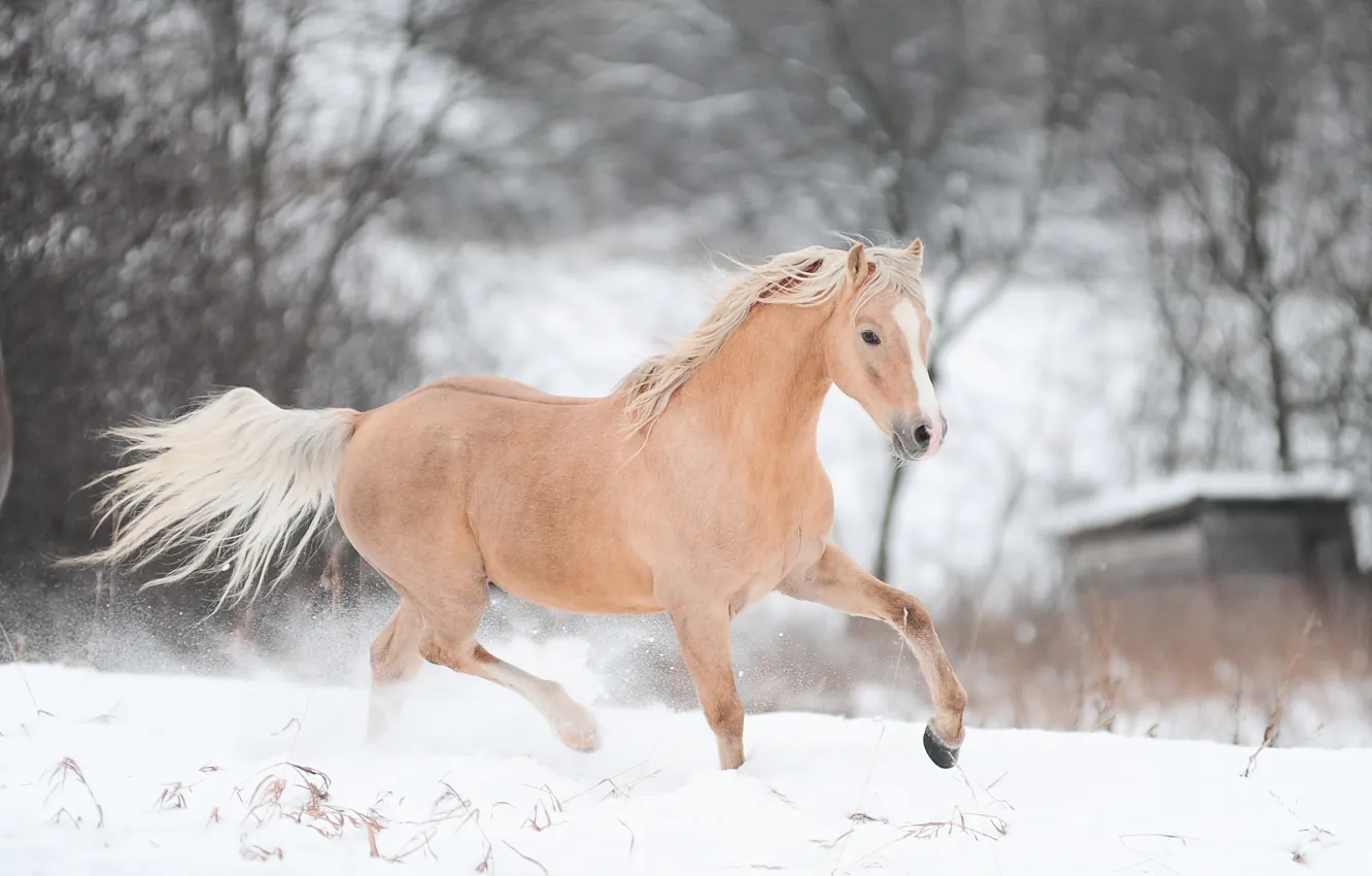 Фото обои зима, снег, конь, лошадь, бег, бежит
