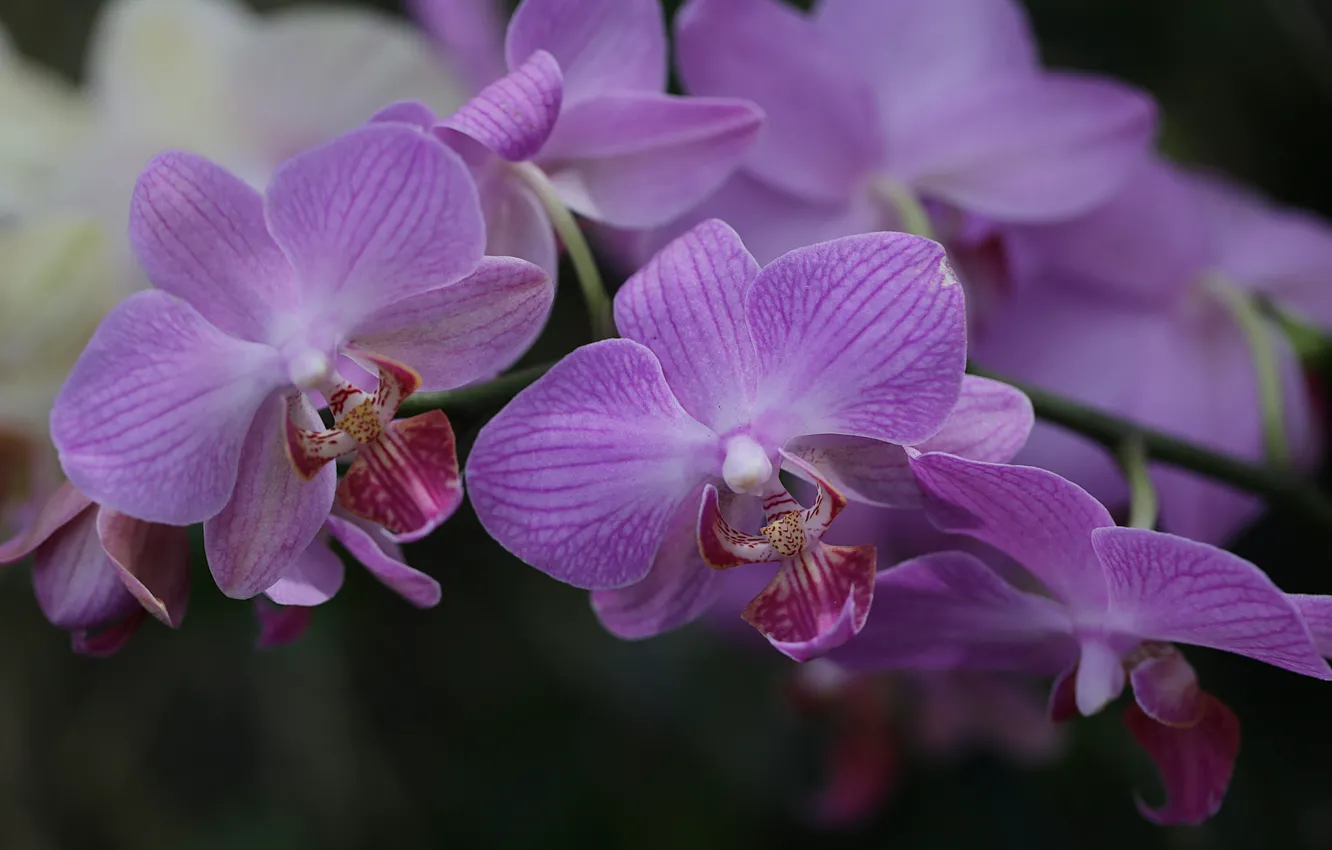 Фото обои цветы, орхидеи, цветение, orchids