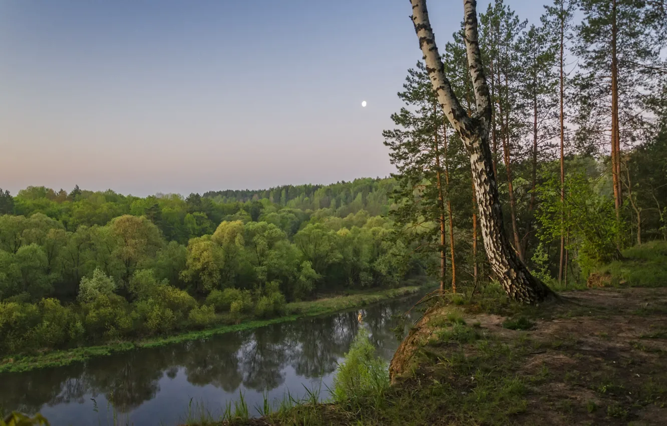 Фото обои деревья, пейзаж, природа, река, берег, утро, берёзы, леса