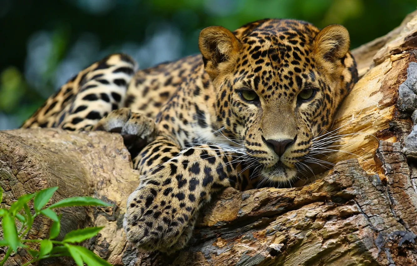 Фото обои взгляд, морда, леопард, дикая кошка