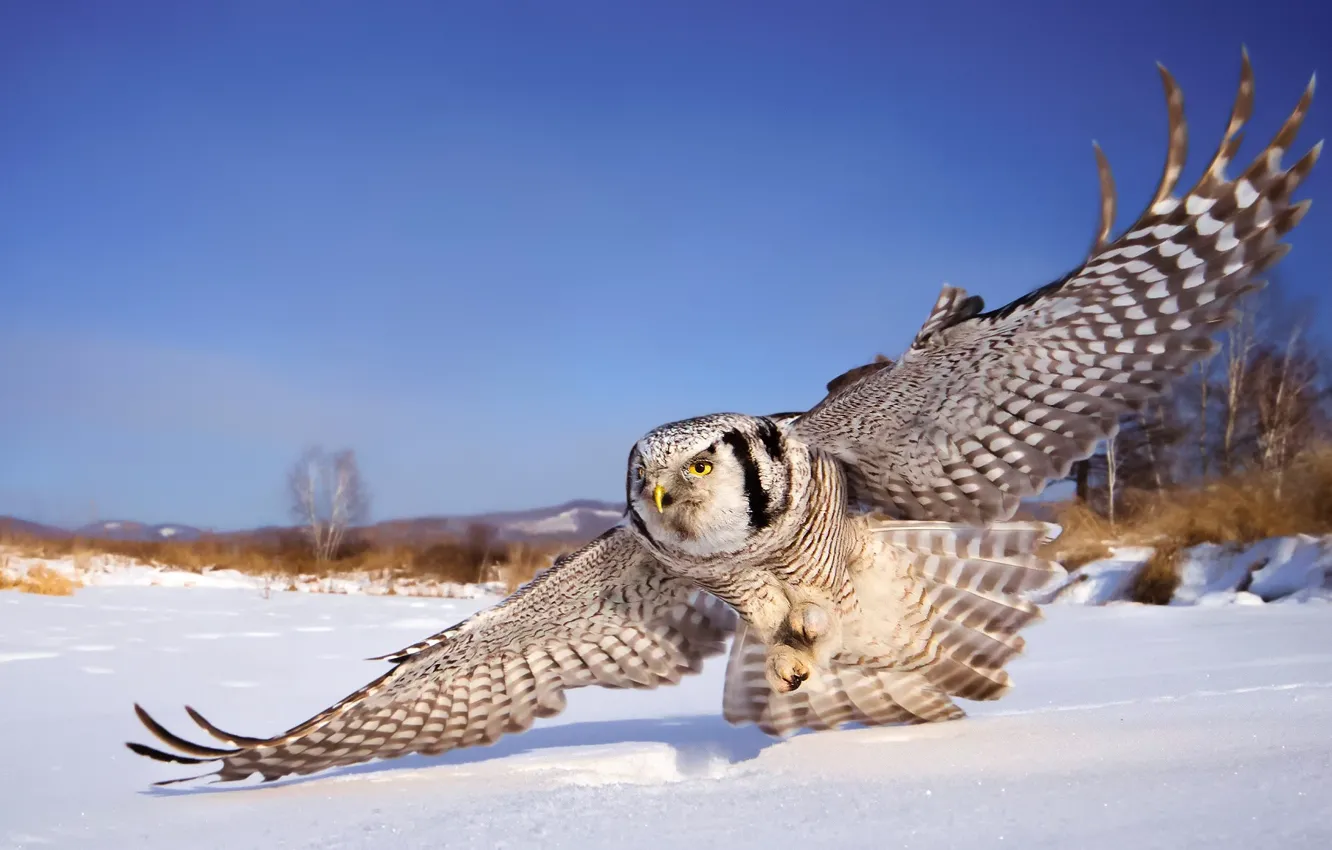 Фото обои зима, небо, снег, сова, крылья, белая сова