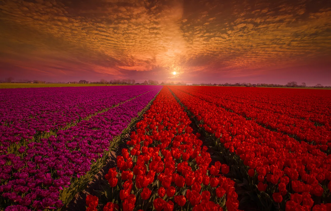 Фото обои поле, небо, закат, цветы, природа, тюльпаны, красные, бутоны