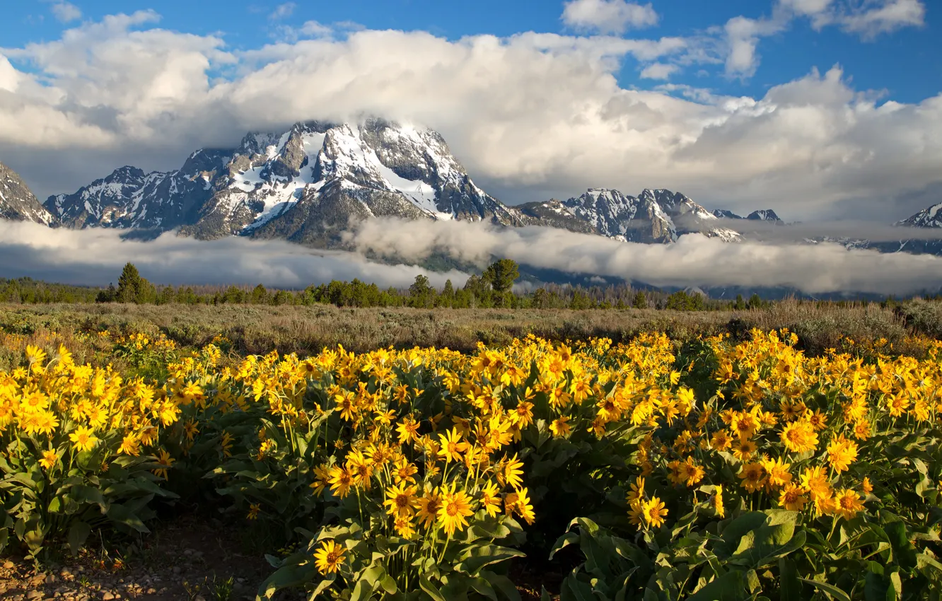 Фото обои облака, цветы, горы, луг, Вайоминг, Wyoming, Гранд-Титон, Grand Teton National Park