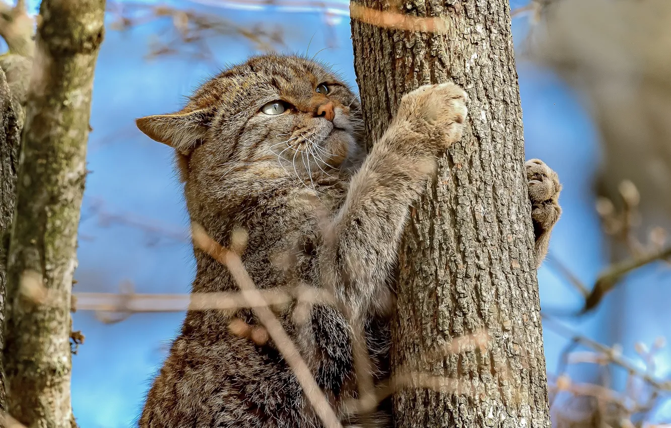 Фото обои ветки, дерево, лапы, на дереве, Дикая кошка, Лесной кот