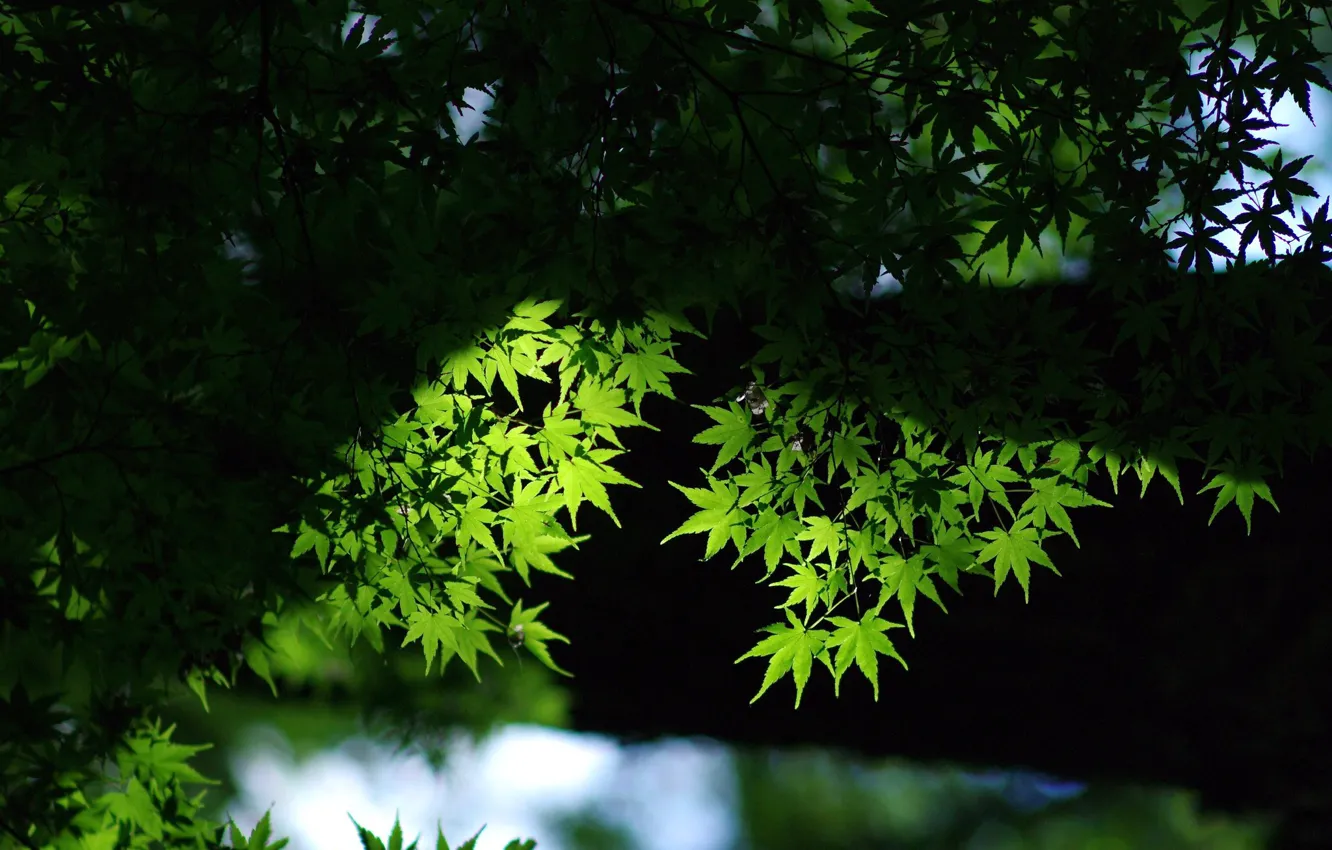 Фото обои листья, фон, Зелёные листья