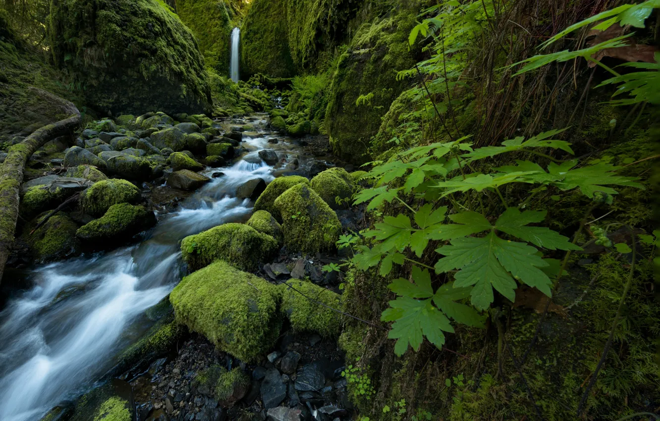 Фото обои листья, ручей, камни, водопад, мох, Oregon, Columbia River Gorge, Mossy Grotto Falls