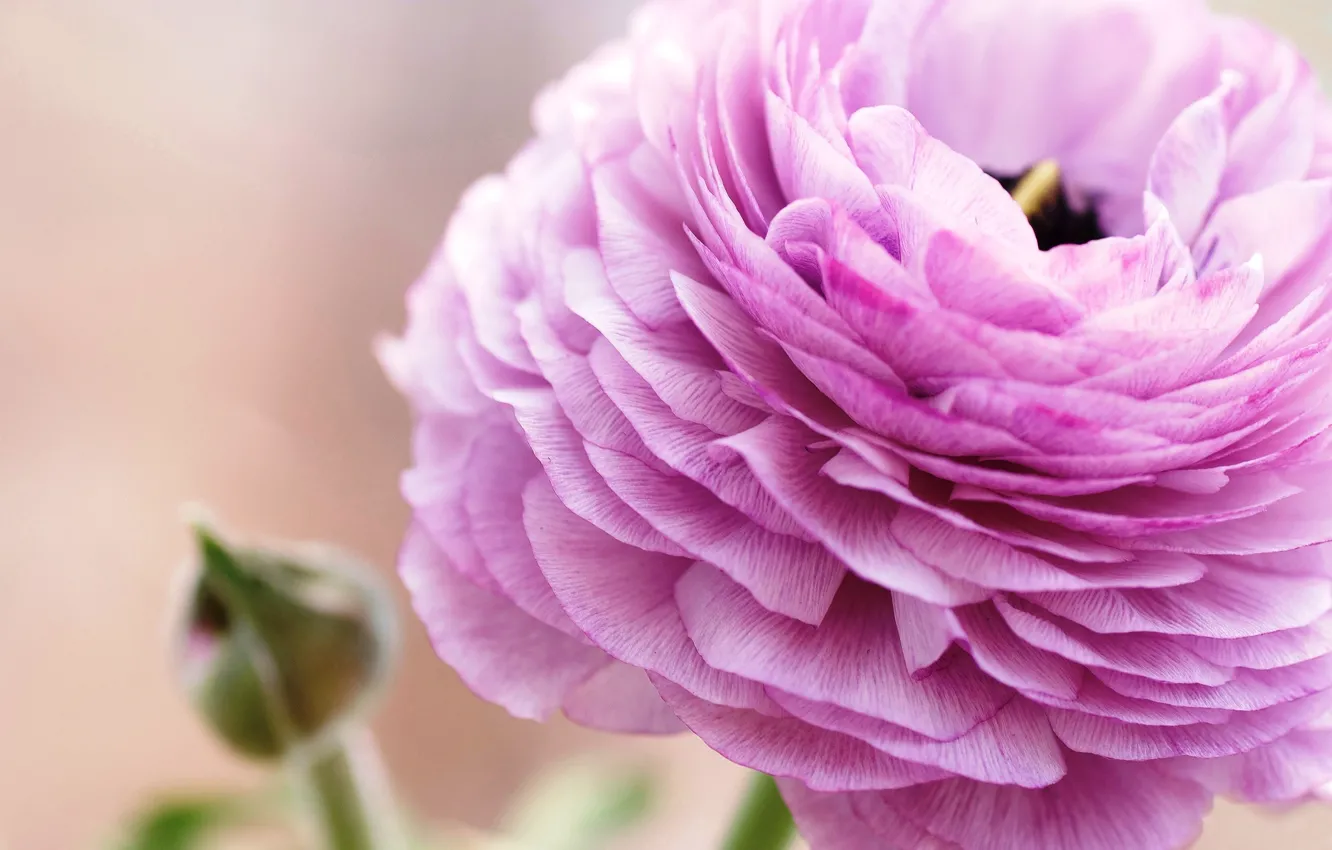 Фото обои цветок, макро, розовый, лепестки, ranunculus, лютик