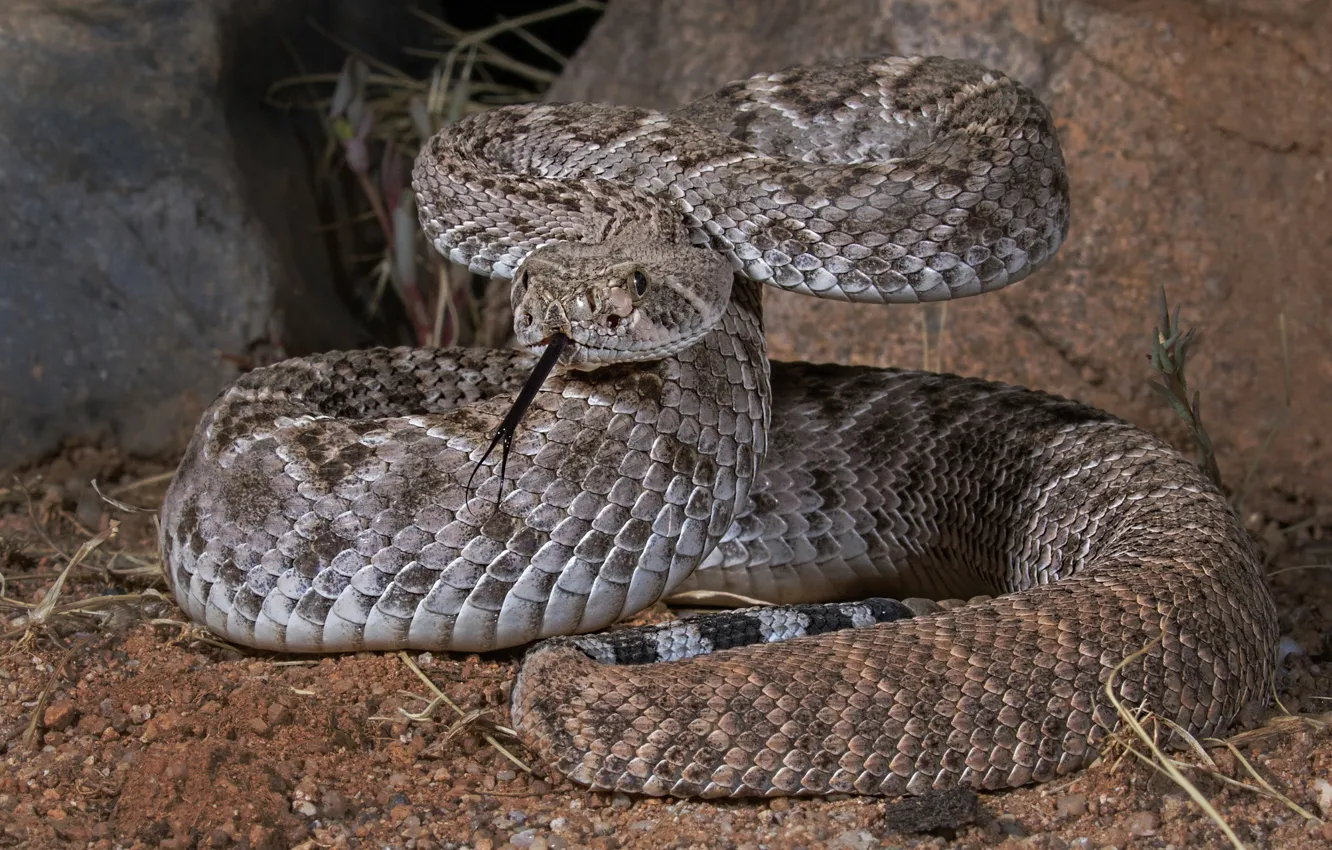 Фото обои змея, пресмыкающееся, техасский гремучник