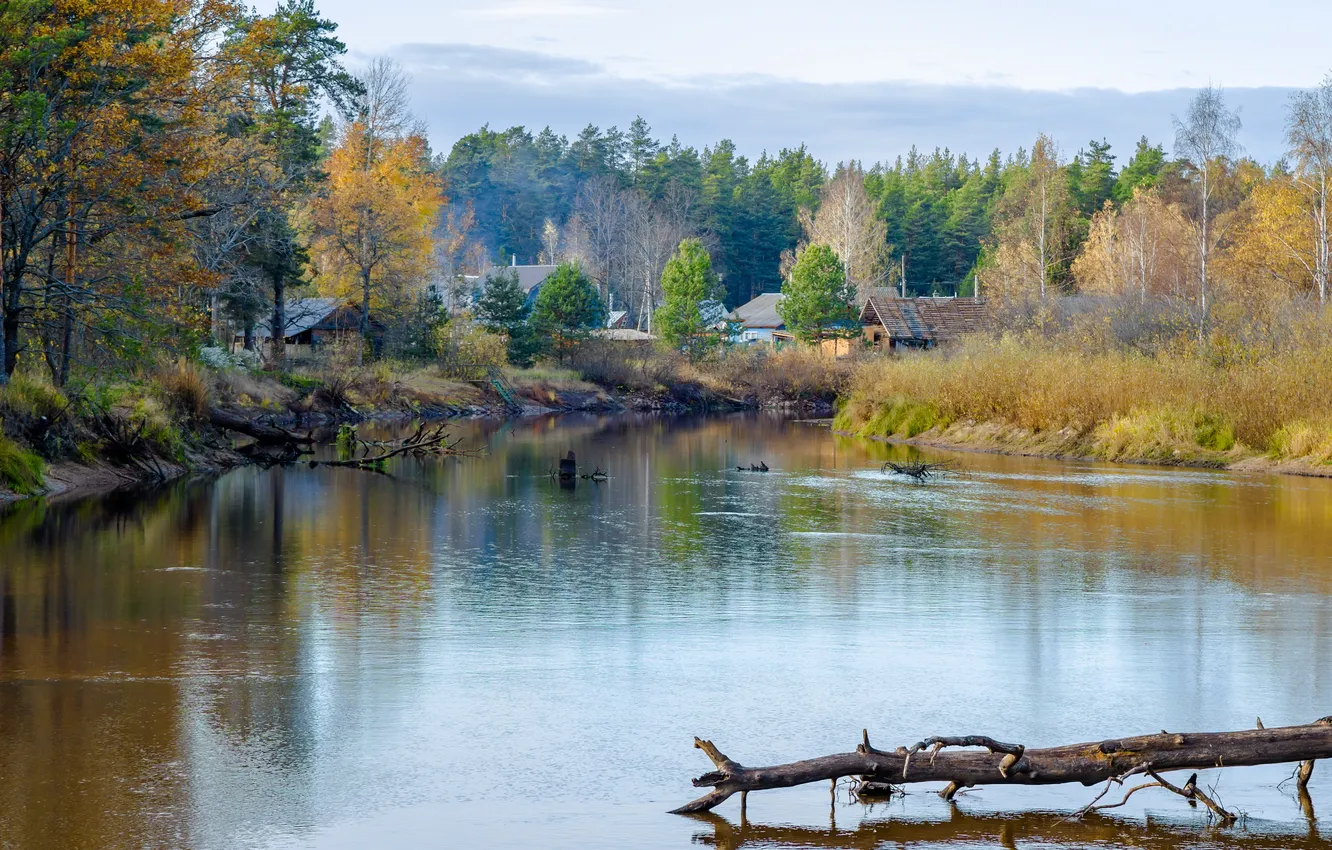Фото обои trees, lake, buildings
