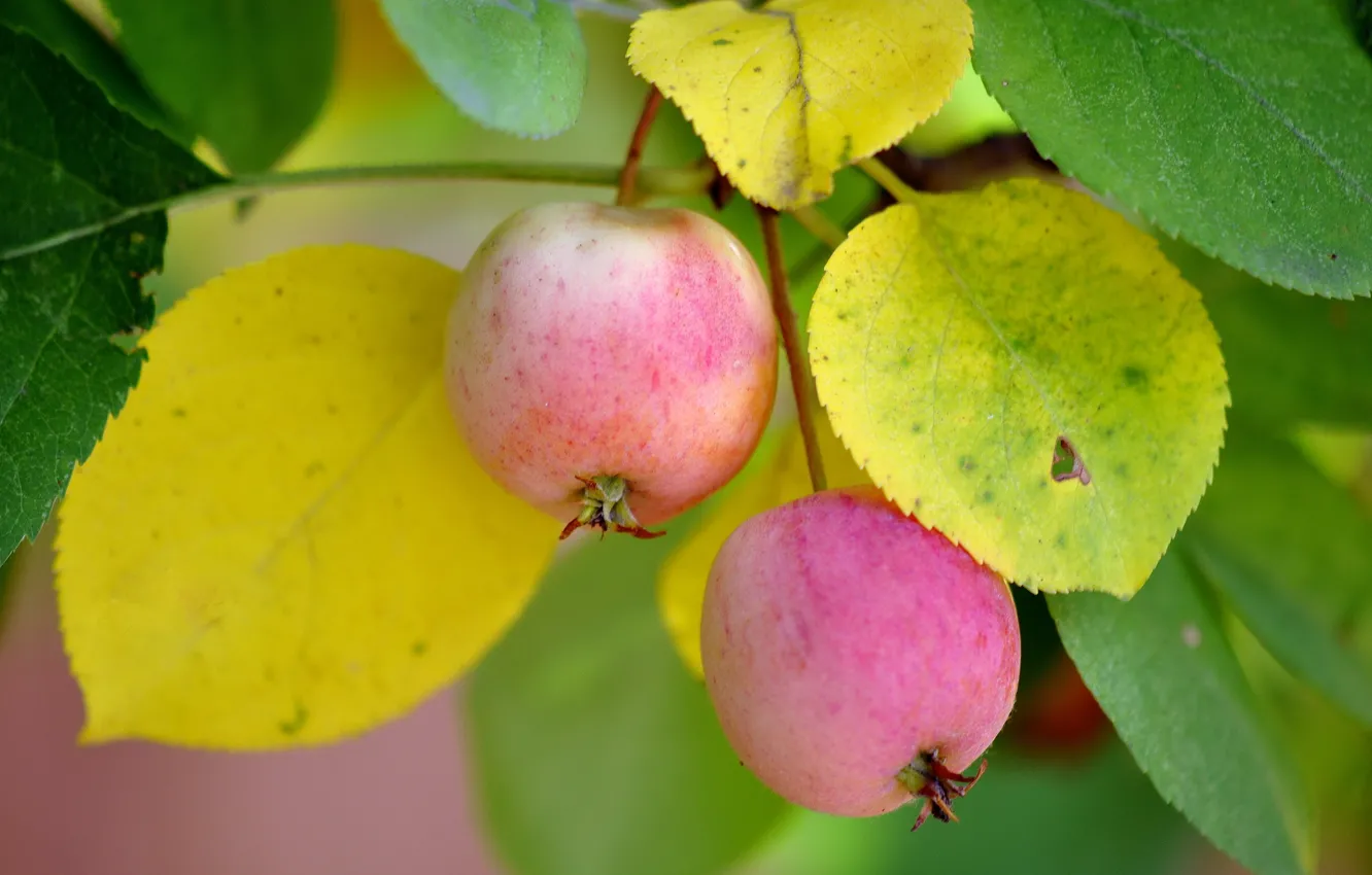 Фото обои макро, природа, яблоки