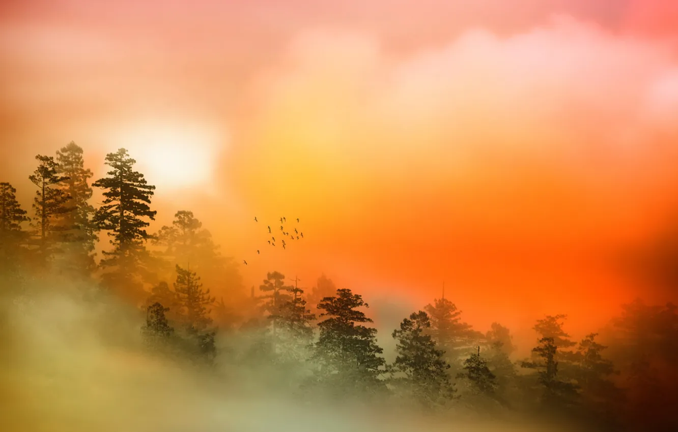 Фото обои пейзаж, природа, туман, цвет