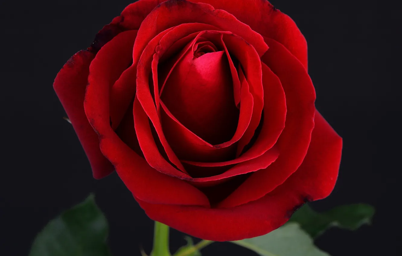 Фото обои роза, red, rose, black, flower