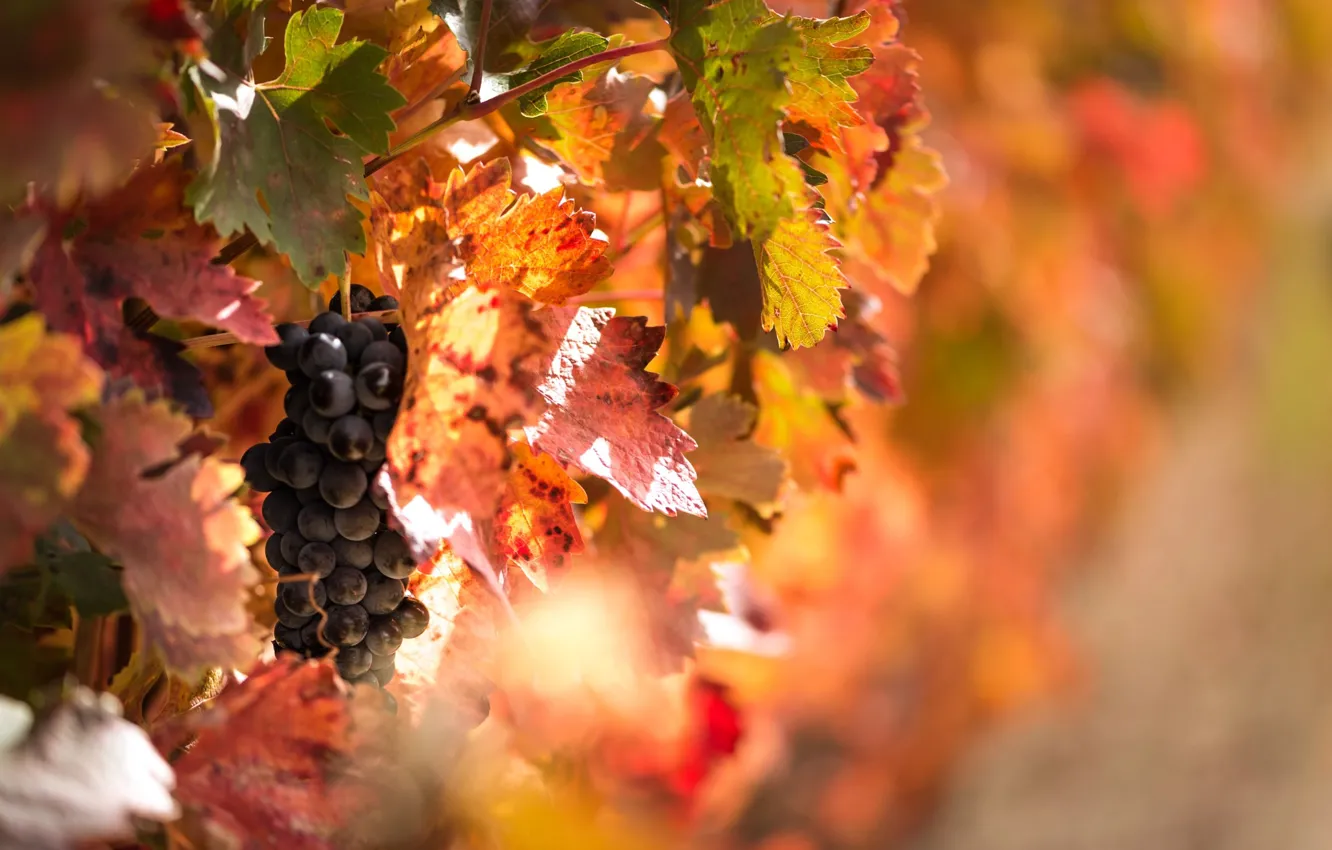 Фото обои осень, свет, листва, ягода, виноград, фрукты, боке, лоза