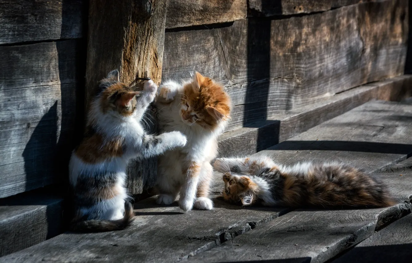 Фото обои wood, animal, cats, cute, situation, playing, paws, fur