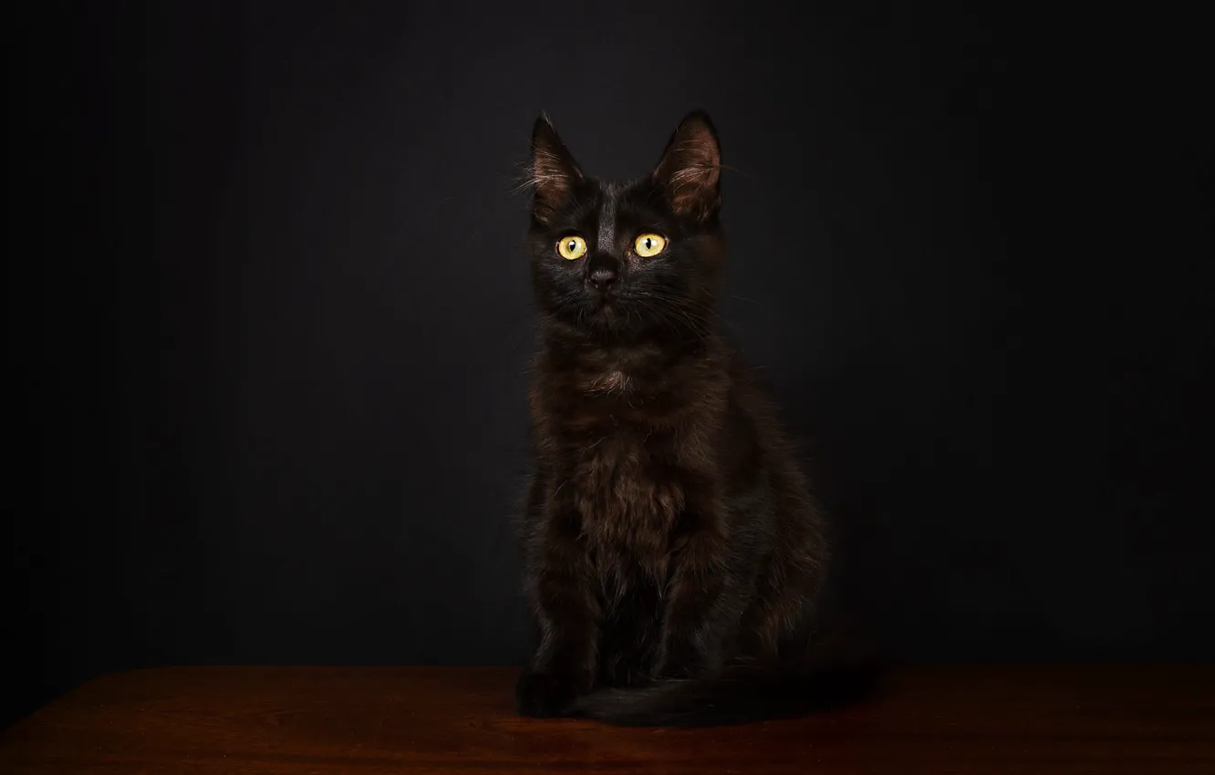 Фото обои кошка, взгляд, поза, темный фон, котенок, черный, мордочка, сидит