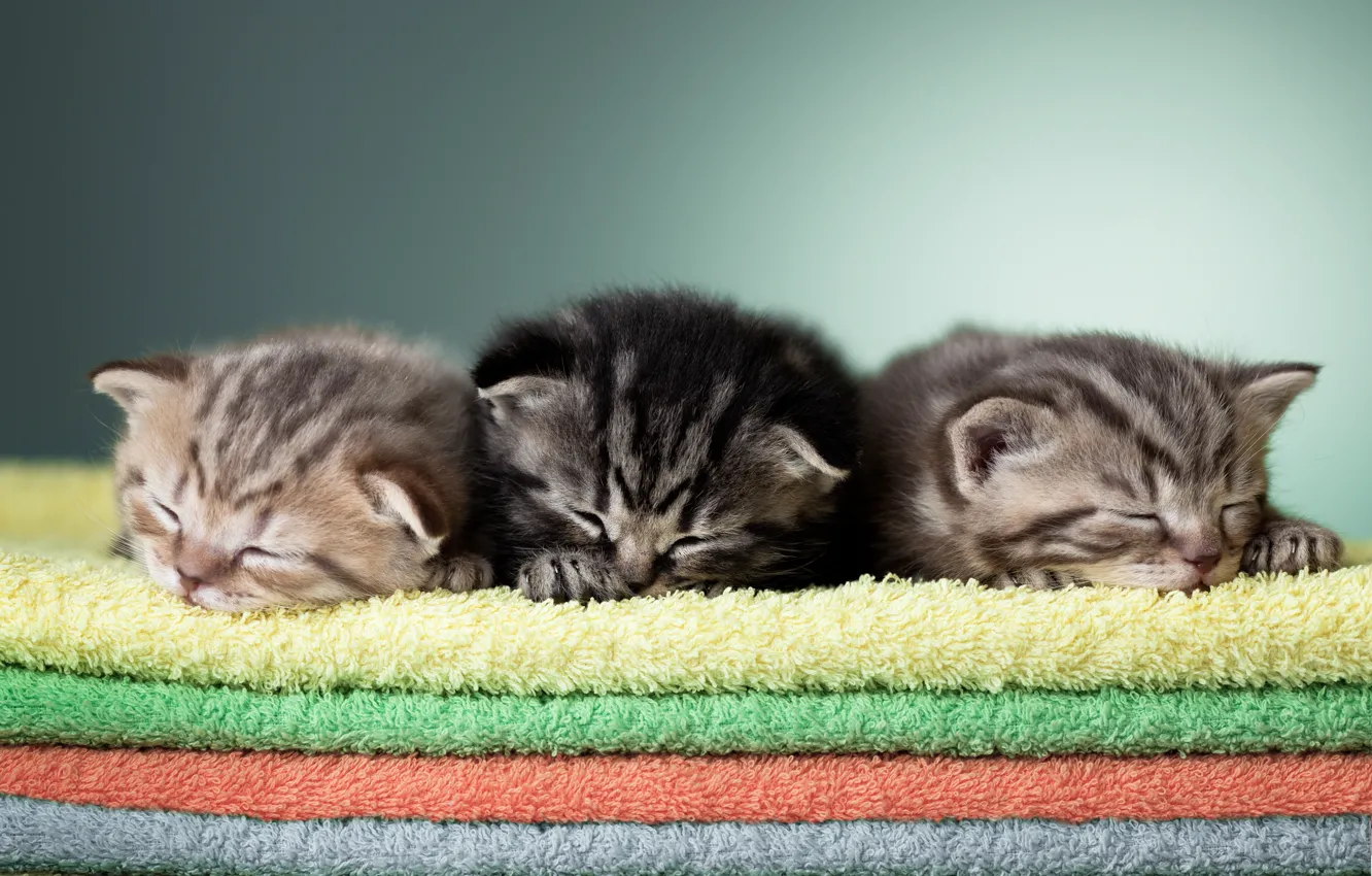 Фото обои сон, полотенце, котята, малыши, трио, полотенца, спящие