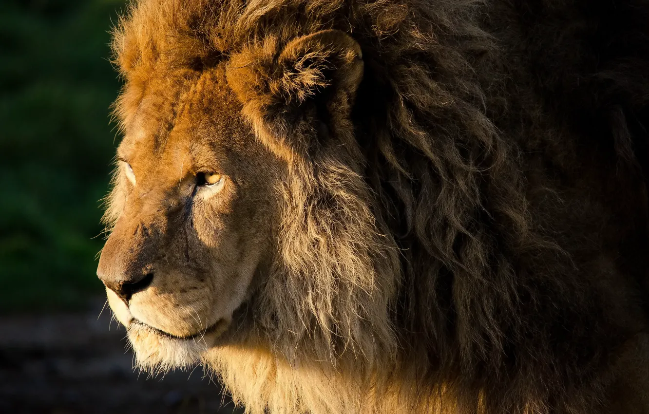 Фото обои взгляд, морда, лев, грива, кудри, lion, panthera leo