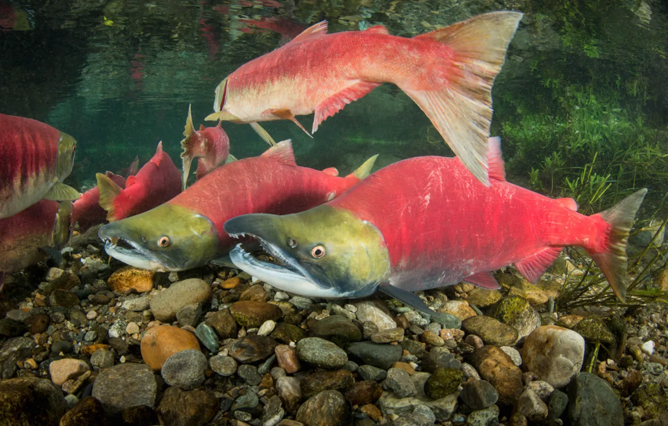 Фото обои Нерка, Oncorhynchus nerka, Лососевые, Sockeye salmon