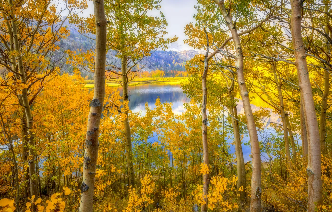Фото обои осень, лес, деревья, горы, озеро, берег, кусты, водоем