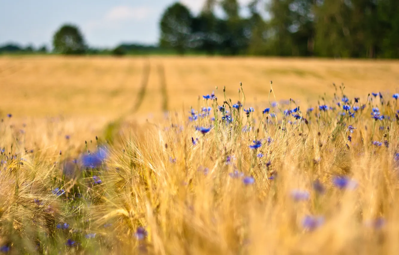 Фото обои пшеница, деревья, цветы, Поле, размытость, колосья, синие, васильки