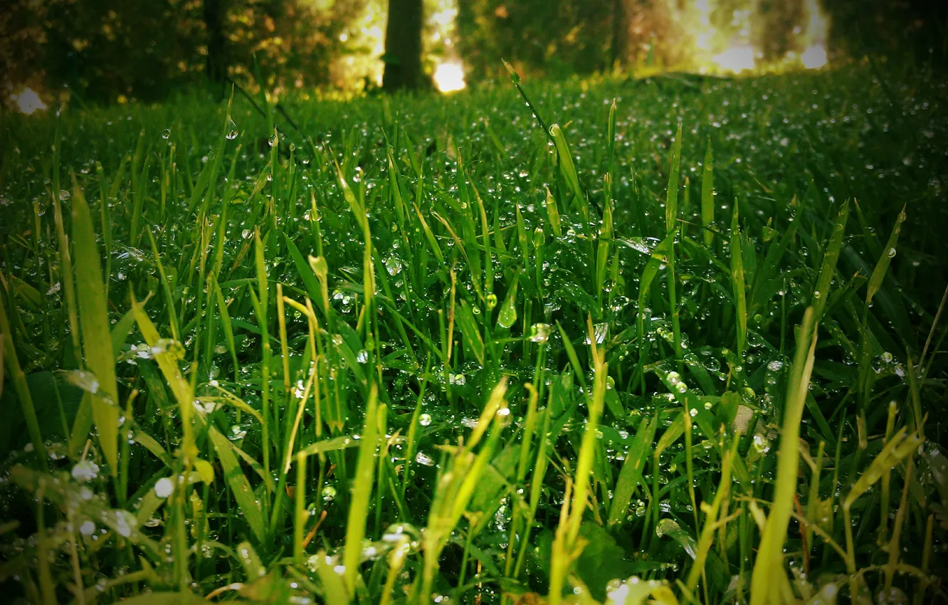 Фото обои трава, природа, роса, лужайка, blur effect