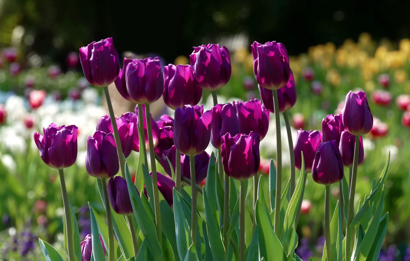 Фото обои свет, цветы, весна, фиолетовые, тюльпаны, бутоны, клумба, сиреневые