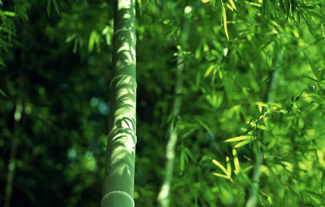 Фото обои зелень, листва, бамбук