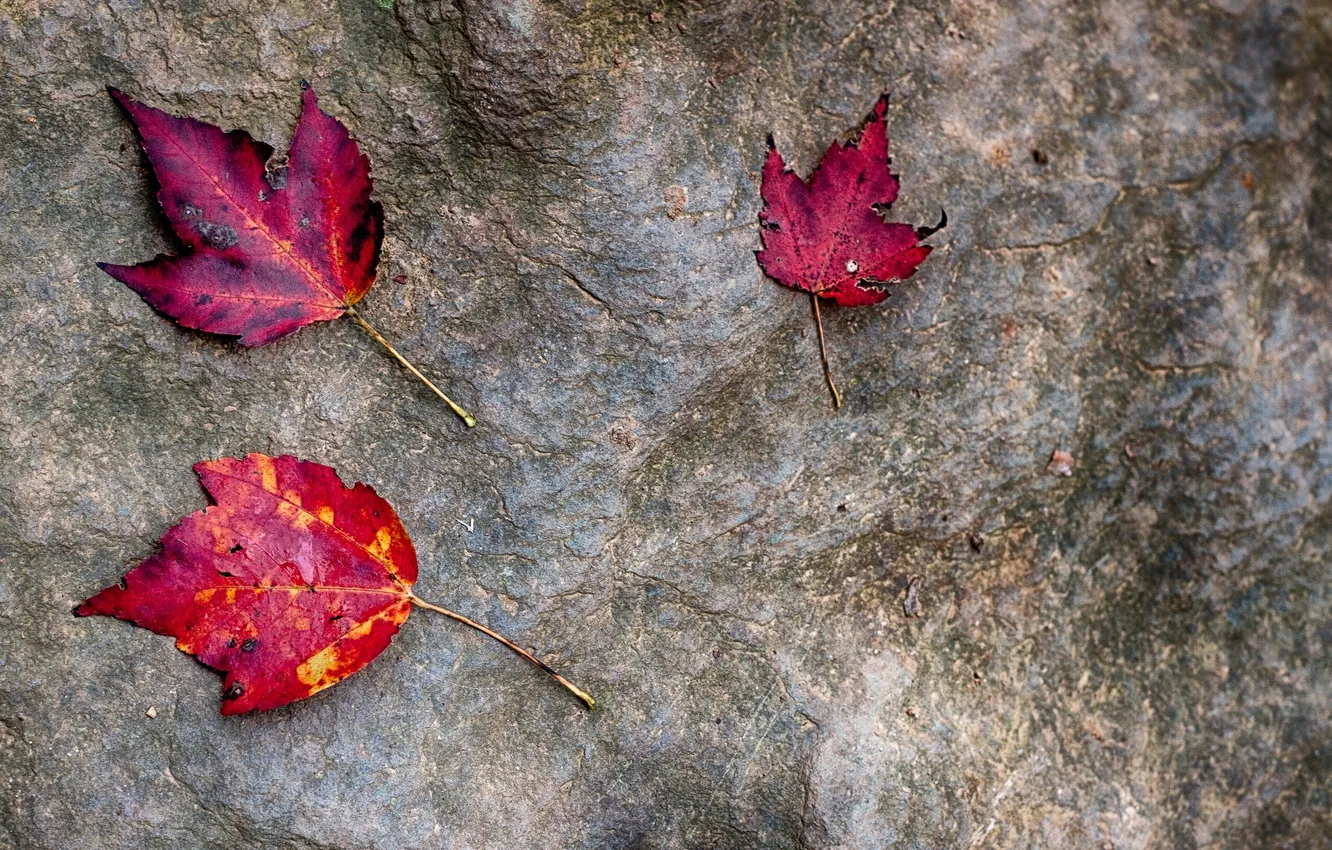 Фото обои осень, листья, камень, багрянец