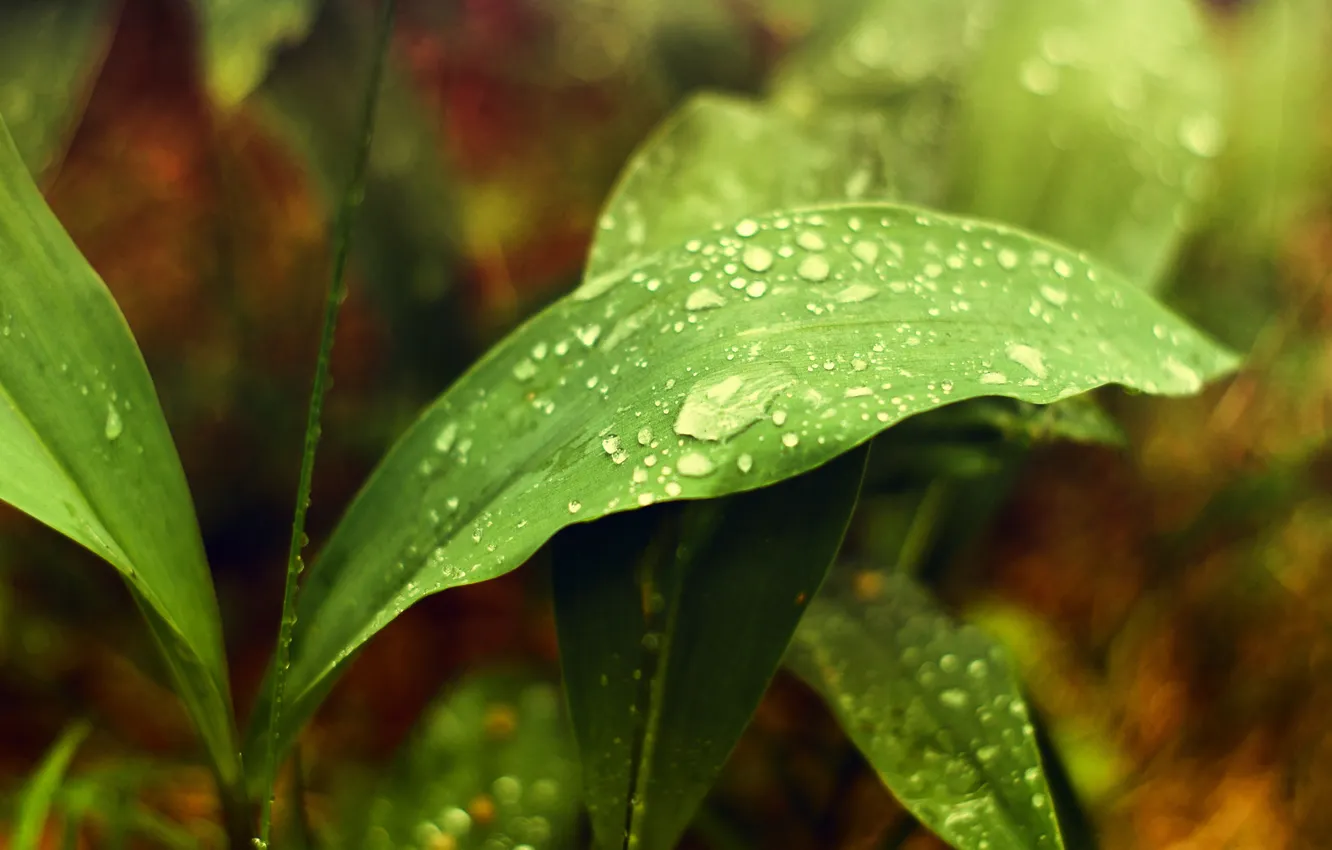Фото обои листья, капли, дождь, Природа