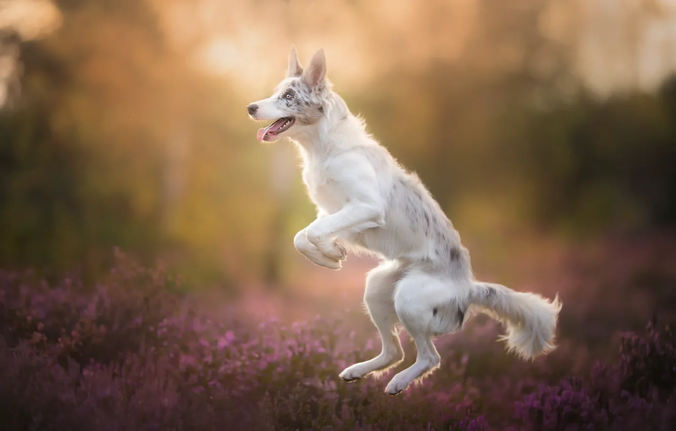 Фото обои прыжок, собака, боке, вереск, Бордер-колли