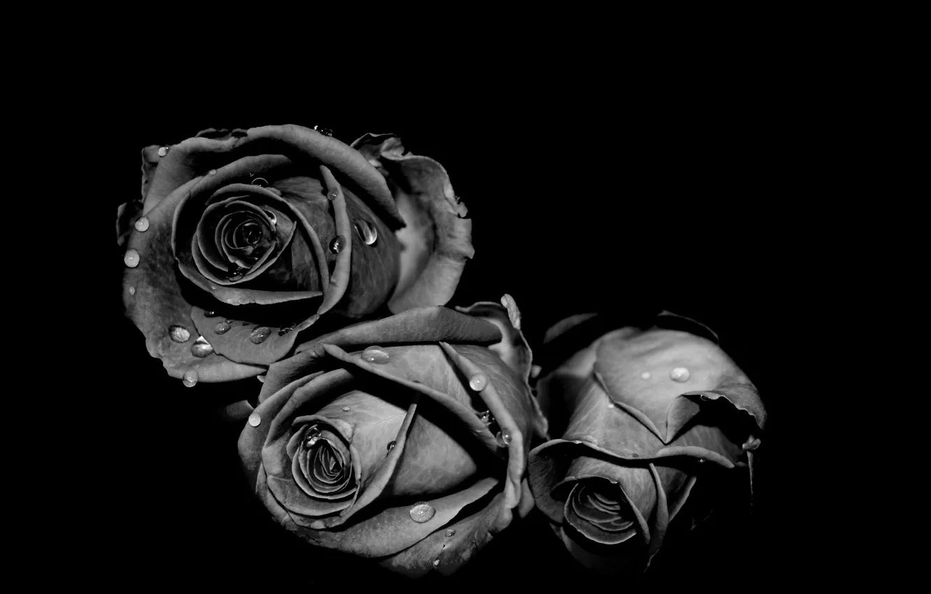 Фото обои вода, цветы, фото, роза, капля, чёрно белое
